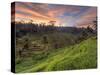 Indonesia, Bali, Ubud, Ceking Rice Terraces-Michele Falzone-Stretched Canvas