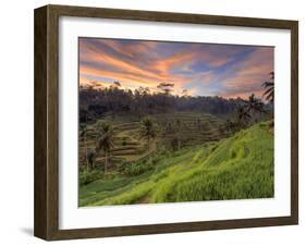 Indonesia, Bali, Ubud, Ceking Rice Terraces-Michele Falzone-Framed Photographic Print