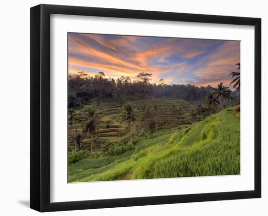 Indonesia, Bali, Ubud, Ceking Rice Terraces-Michele Falzone-Framed Photographic Print