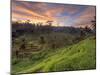 Indonesia, Bali, Ubud, Ceking Rice Terraces-Michele Falzone-Mounted Photographic Print