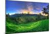 Indonesia, Bali, Ubud, Ceking Rice Terraces-Michele Falzone-Mounted Premium Photographic Print