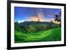 Indonesia, Bali, Ubud, Ceking Rice Terraces-Michele Falzone-Framed Photographic Print