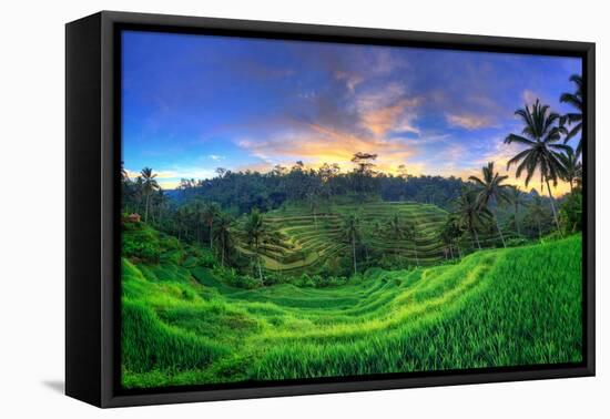 Indonesia, Bali, Ubud, Ceking Rice Terraces-Michele Falzone-Framed Stretched Canvas