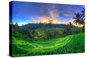 Indonesia, Bali, Ubud, Ceking Rice Terraces-Michele Falzone-Stretched Canvas