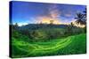 Indonesia, Bali, Ubud, Ceking Rice Terraces-Michele Falzone-Stretched Canvas