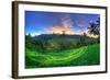 Indonesia, Bali, Ubud, Ceking Rice Terraces-Michele Falzone-Framed Photographic Print