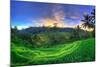 Indonesia, Bali, Ubud, Ceking Rice Terraces-Michele Falzone-Mounted Photographic Print