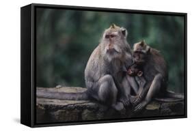 Indonesia, Bali, Ubud, Long Tailed Macaque in Monkey Forest Sanctuary-Paul Souders-Framed Stretched Canvas