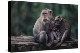 Indonesia, Bali, Ubud, Long Tailed Macaque in Monkey Forest Sanctuary-Paul Souders-Stretched Canvas