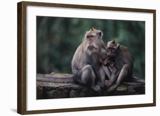 Indonesia, Bali, Ubud, Long Tailed Macaque in Monkey Forest Sanctuary-Paul Souders-Framed Photographic Print