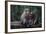 Indonesia, Bali, Ubud, Long Tailed Macaque in Monkey Forest Sanctuary-Paul Souders-Framed Photographic Print