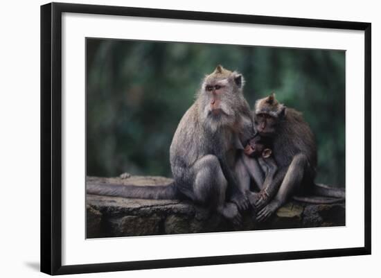 Indonesia, Bali, Ubud, Long Tailed Macaque in Monkey Forest Sanctuary-Paul Souders-Framed Photographic Print