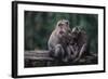 Indonesia, Bali, Ubud, Long Tailed Macaque in Monkey Forest Sanctuary-Paul Souders-Framed Photographic Print