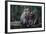 Indonesia, Bali, Ubud, Long Tailed Macaque in Monkey Forest Sanctuary-Paul Souders-Framed Photographic Print