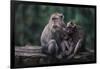 Indonesia, Bali, Ubud, Long Tailed Macaque in Monkey Forest Sanctuary-Paul Souders-Framed Photographic Print