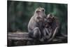 Indonesia, Bali, Ubud, Long Tailed Macaque in Monkey Forest Sanctuary-Paul Souders-Stretched Canvas