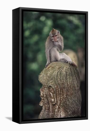 Indonesia, Bali, Ubud, Long Tailed Macaque in Monkey Forest Sanctuary-Paul Souders-Framed Stretched Canvas