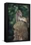 Indonesia, Bali, Ubud, Long Tailed Macaque in Monkey Forest Sanctuary-Paul Souders-Framed Stretched Canvas