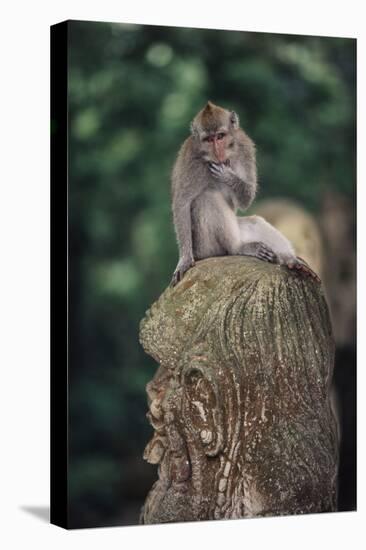 Indonesia, Bali, Ubud, Long Tailed Macaque in Monkey Forest Sanctuary-Paul Souders-Stretched Canvas