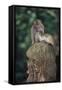 Indonesia, Bali, Ubud, Long Tailed Macaque in Monkey Forest Sanctuary-Paul Souders-Framed Stretched Canvas