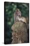 Indonesia, Bali, Ubud, Long Tailed Macaque in Monkey Forest Sanctuary-Paul Souders-Stretched Canvas