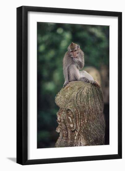 Indonesia, Bali, Ubud, Long Tailed Macaque in Monkey Forest Sanctuary-Paul Souders-Framed Photographic Print