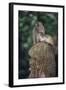 Indonesia, Bali, Ubud, Long Tailed Macaque in Monkey Forest Sanctuary-Paul Souders-Framed Photographic Print