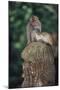 Indonesia, Bali, Ubud, Long Tailed Macaque in Monkey Forest Sanctuary-Paul Souders-Mounted Photographic Print