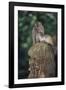 Indonesia, Bali, Ubud, Long Tailed Macaque in Monkey Forest Sanctuary-Paul Souders-Framed Photographic Print