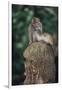 Indonesia, Bali, Ubud, Long Tailed Macaque in Monkey Forest Sanctuary-Paul Souders-Framed Photographic Print