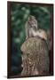 Indonesia, Bali, Ubud, Long Tailed Macaque in Monkey Forest Sanctuary-Paul Souders-Framed Photographic Print