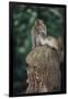 Indonesia, Bali, Ubud, Long Tailed Macaque in Monkey Forest Sanctuary-Paul Souders-Framed Photographic Print