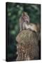 Indonesia, Bali, Ubud, Long Tailed Macaque in Monkey Forest Sanctuary-Paul Souders-Stretched Canvas