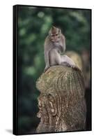 Indonesia, Bali, Ubud, Long Tailed Macaque in Monkey Forest Sanctuary-Paul Souders-Framed Stretched Canvas