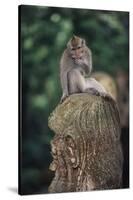 Indonesia, Bali, Ubud, Long Tailed Macaque in Monkey Forest Sanctuary-Paul Souders-Stretched Canvas