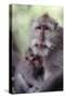 Indonesia, Bali, Ubud, Long Tailed Macaque in Monkey Forest Sanctuary-Paul Souders-Stretched Canvas