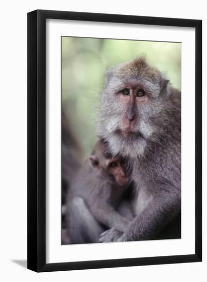 Indonesia, Bali, Ubud, Long Tailed Macaque in Monkey Forest Sanctuary-Paul Souders-Framed Photographic Print