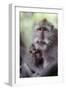 Indonesia, Bali, Ubud, Long Tailed Macaque in Monkey Forest Sanctuary-Paul Souders-Framed Photographic Print