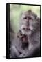 Indonesia, Bali, Ubud, Long Tailed Macaque in Monkey Forest Sanctuary-Paul Souders-Framed Stretched Canvas