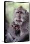 Indonesia, Bali, Ubud, Long Tailed Macaque in Monkey Forest Sanctuary-Paul Souders-Framed Stretched Canvas