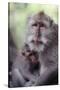 Indonesia, Bali, Ubud, Long Tailed Macaque in Monkey Forest Sanctuary-Paul Souders-Stretched Canvas