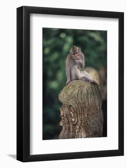 Indonesia, Bali, Ubud, Long Tailed Macaque in Monkey Forest Sanctuary-Paul Souders-Framed Photographic Print