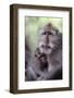 Indonesia, Bali, Ubud, Long Tailed Macaque in Monkey Forest Sanctuary-Paul Souders-Framed Photographic Print