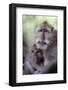 Indonesia, Bali, Ubud, Long Tailed Macaque in Monkey Forest Sanctuary-Paul Souders-Framed Photographic Print