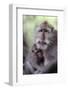 Indonesia, Bali, Ubud, Long Tailed Macaque in Monkey Forest Sanctuary-Paul Souders-Framed Photographic Print