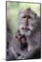 Indonesia, Bali, Ubud, Long Tailed Macaque in Monkey Forest Sanctuary-Paul Souders-Mounted Photographic Print