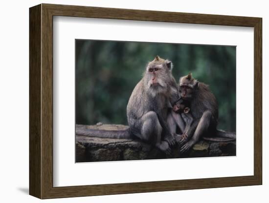 Indonesia, Bali, Ubud, Long Tailed Macaque in Monkey Forest Sanctuary-Paul Souders-Framed Photographic Print