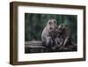 Indonesia, Bali, Ubud, Long Tailed Macaque in Monkey Forest Sanctuary-Paul Souders-Framed Photographic Print