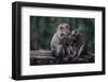 Indonesia, Bali, Ubud, Long Tailed Macaque in Monkey Forest Sanctuary-Paul Souders-Framed Photographic Print