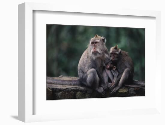 Indonesia, Bali, Ubud, Long Tailed Macaque in Monkey Forest Sanctuary-Paul Souders-Framed Photographic Print